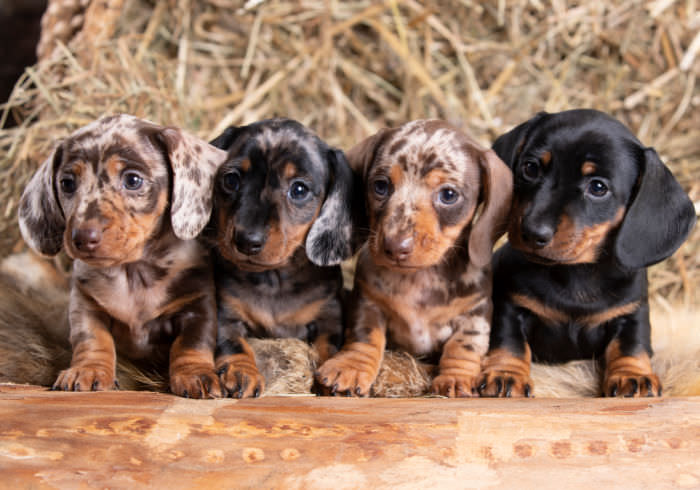 Why I’m Buying My Next Dachshund from a Responsible Breeder