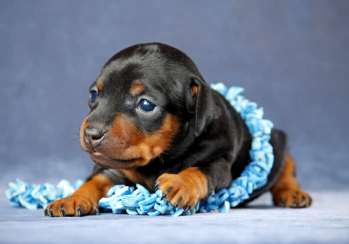 Don’t Get Fooled! How to Spot a Puppy Scammer