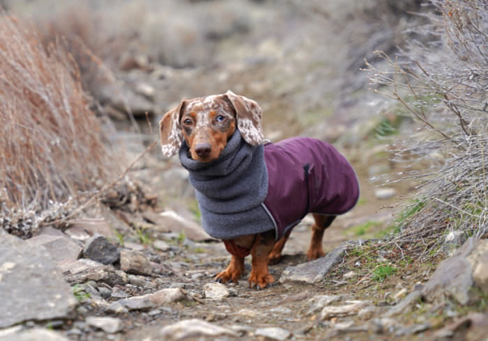 How to Find Off Leash Dog Trails in Washington State