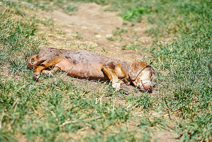 How to Make Sure Your Dog Doesn’t Die of Heat Stroke