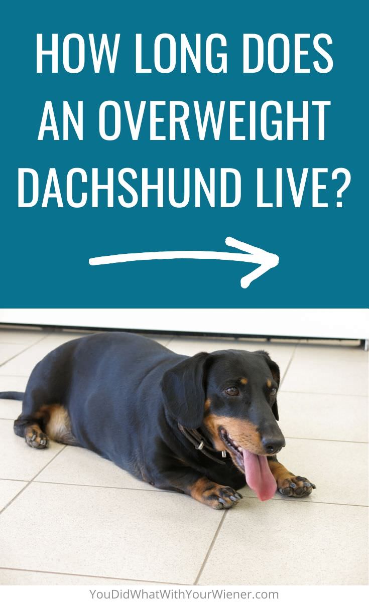 What is the life expectancy of an overweight Dachshund?