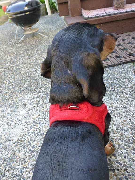 VelPro Mesh Harness velcro closure