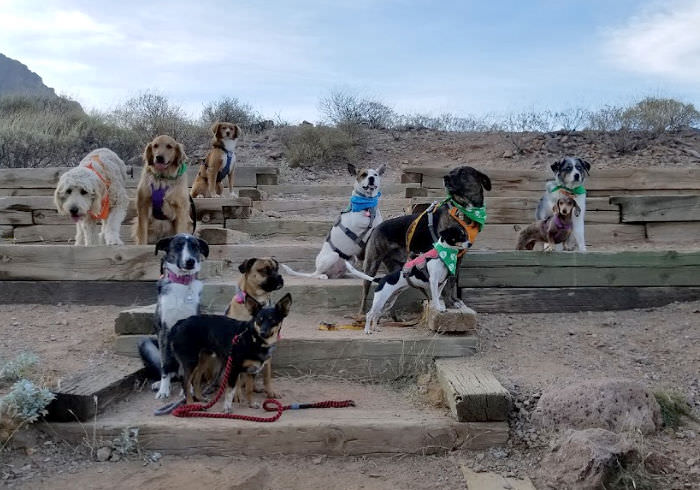 15 Tips for a Successful Group Hike with Dogs