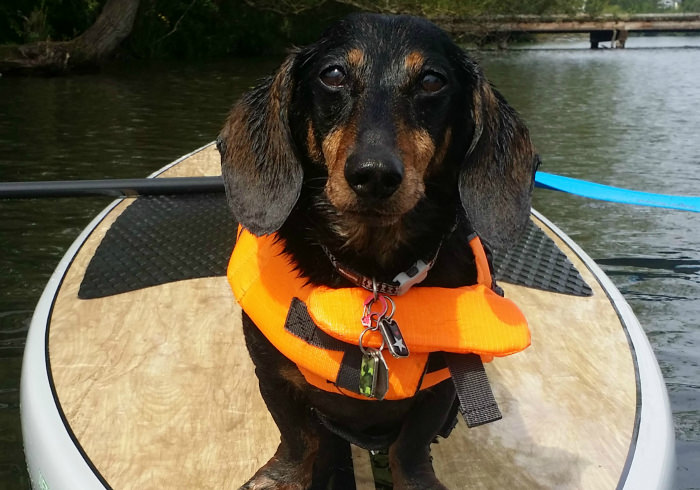 11 Reasons Why Seattle is the Most Dog Friendly City