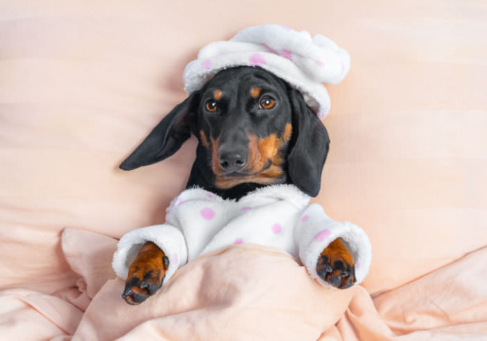 The Pet Friendly Lie: It Might Not Mean What You Think it Does