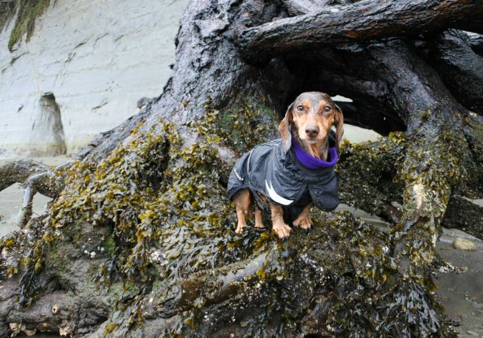 Urban Hiking Adventure: Point Defiance