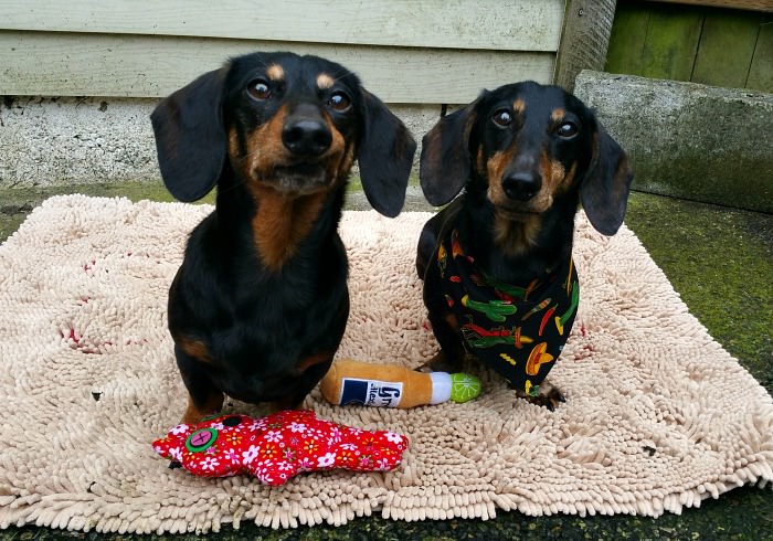 Dog Subscription Box Review: MAY PoochPerks
