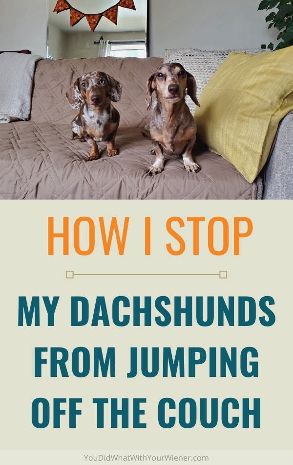 How I prevent my Dachshunds from jumping off the couch