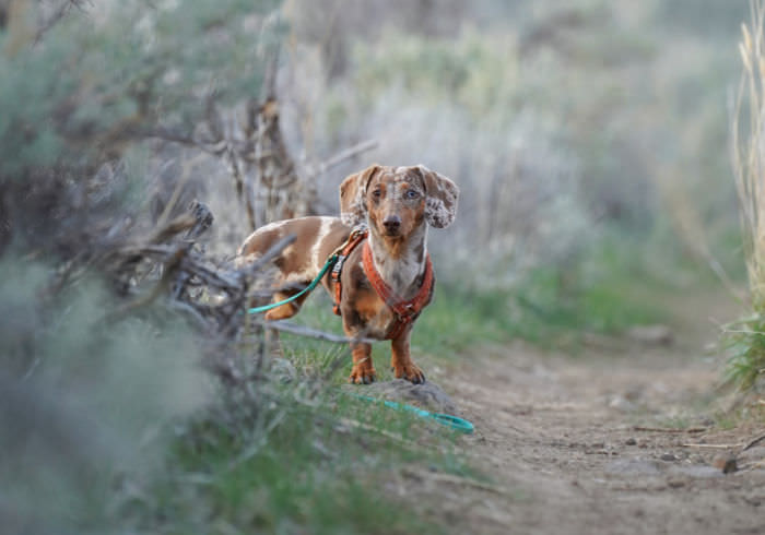 5 Ways I Prevent Ticks on My Dogs