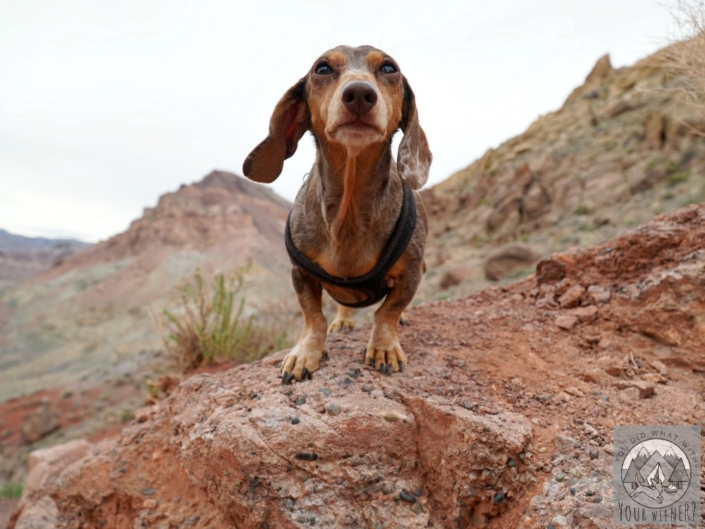 Taking a Road Trip with Your Dog: Stop Frequently