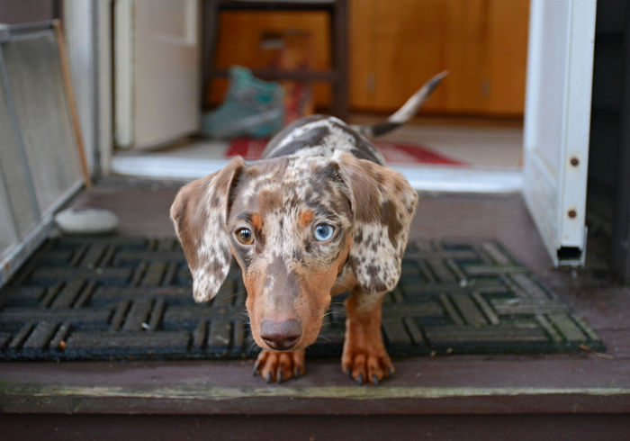 Help! My Dachshund Won’t Potty Outside in the Rain and Cold