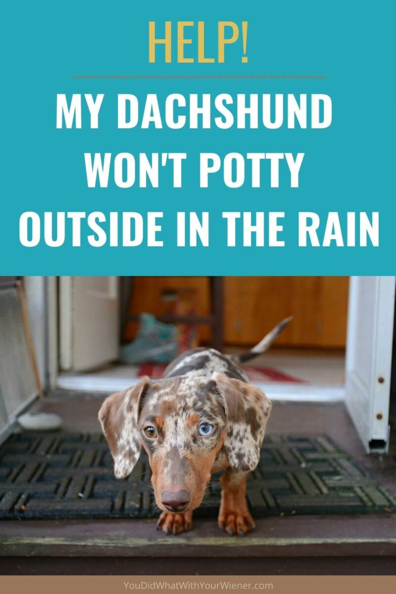 When the weather turns cold and wet, many Dachshunds refuse to go potty outside. Instead, they have accidents in the house. Why do they do that and how can you stop it? Find out here.