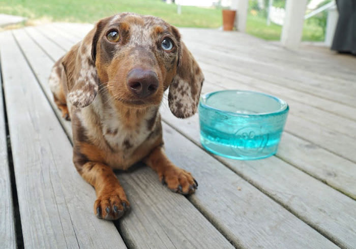 Why You Should Rotate Your Dachshund’s Food and How to Do it Properly