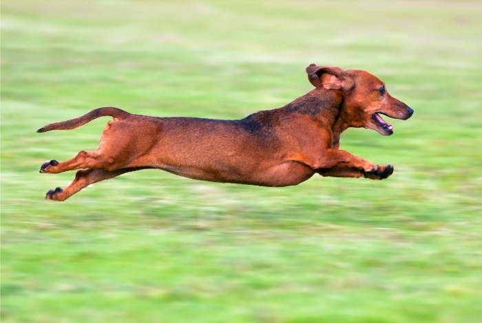 Dachshund Running