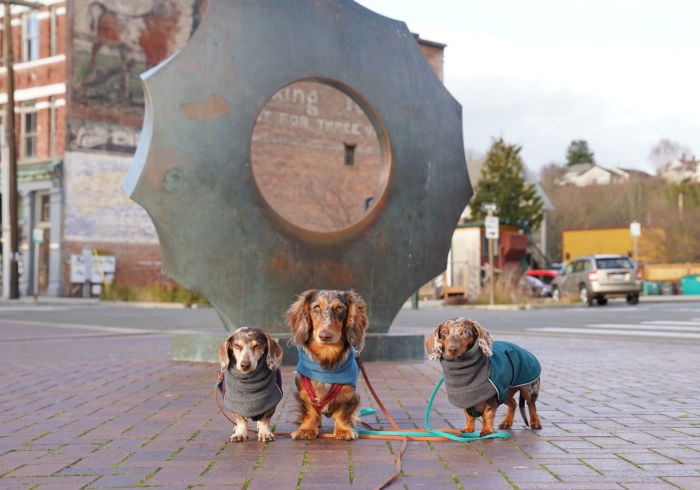 Should I Get a Third Dog? My Thoughts After Trying it Out