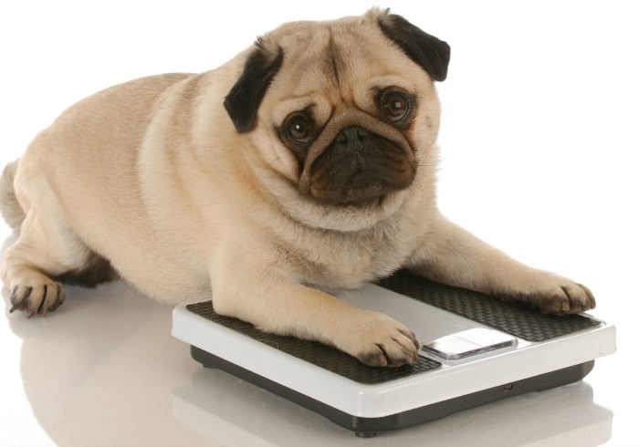 10 Ways to Show Your Dog Love Without Making Them Fat