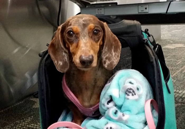 9 Key Lessons Learned While Flying with a Dog In-Cabin