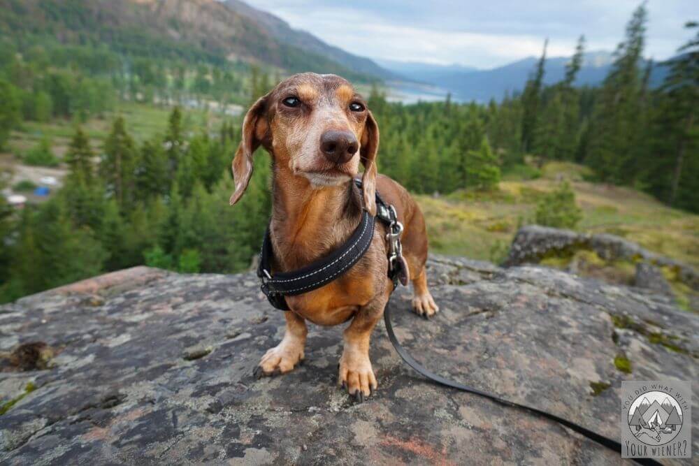 small dog standing on boulder