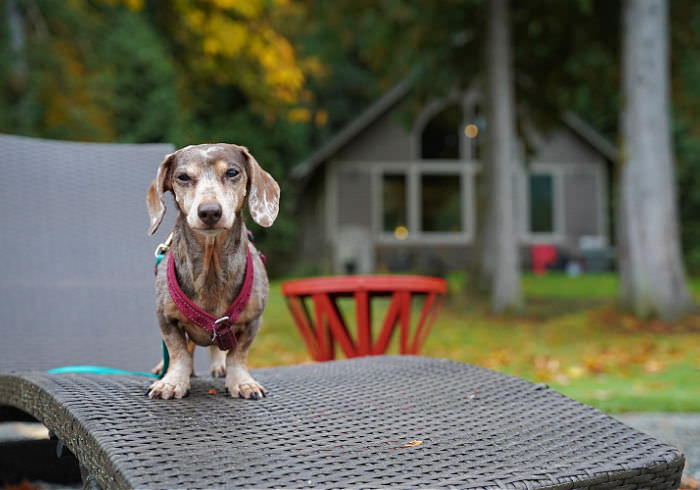 Top 5 Benefits of Traveling With a Small Dog