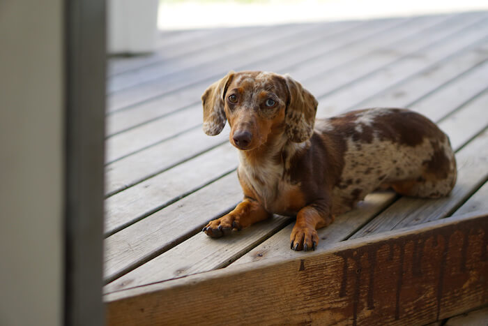 The Size Debate: What is Considered a Small Dog?