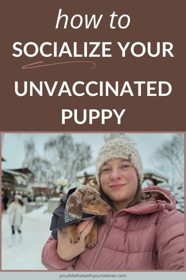 Socializing your puppy before they are 16 weeks old is crucial to their development and is one of the biggest predictors of their future behavior. But how do you socialize your puppy starting at 8 weeks when their immune system isn’t established until around 20 weeks of age? In this article, I share what I've learned through experience and from talking to veterinarians.