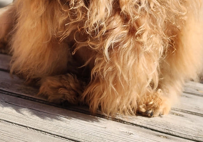 Why Is My Long Haired Dachshund So Fuzzy?