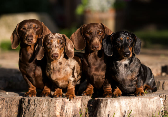 Is My Dachshund a Mini or Standard?