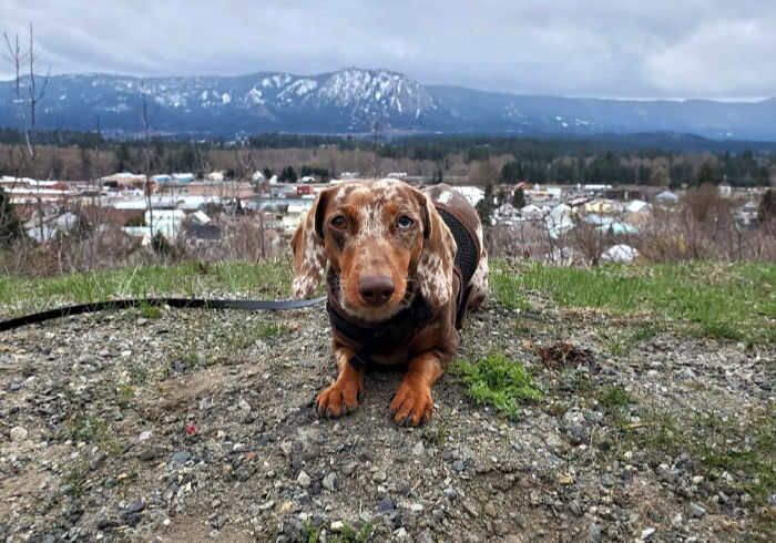 12 Reasons Your Dachshund May Refuse to Walk on a Leash