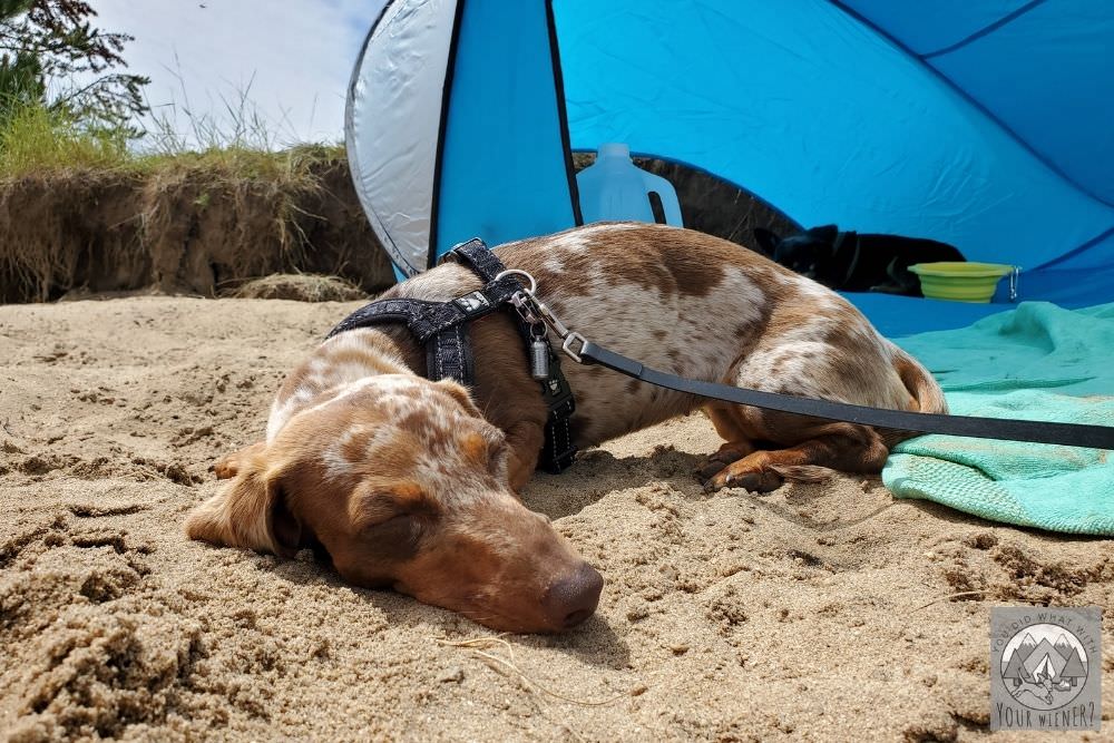 Summit Laying on Beach