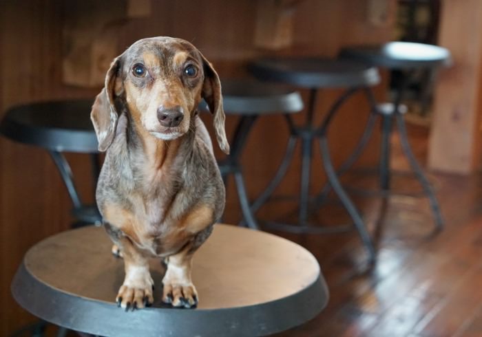 Suncadia – a Pet Friendly Luxury Vacation Resort Near Cle Elum, Washington.