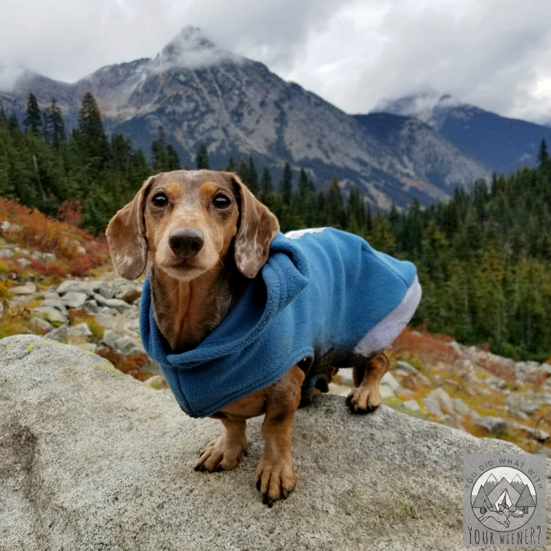 Teckelklub extra warm Dachshund fleece coat