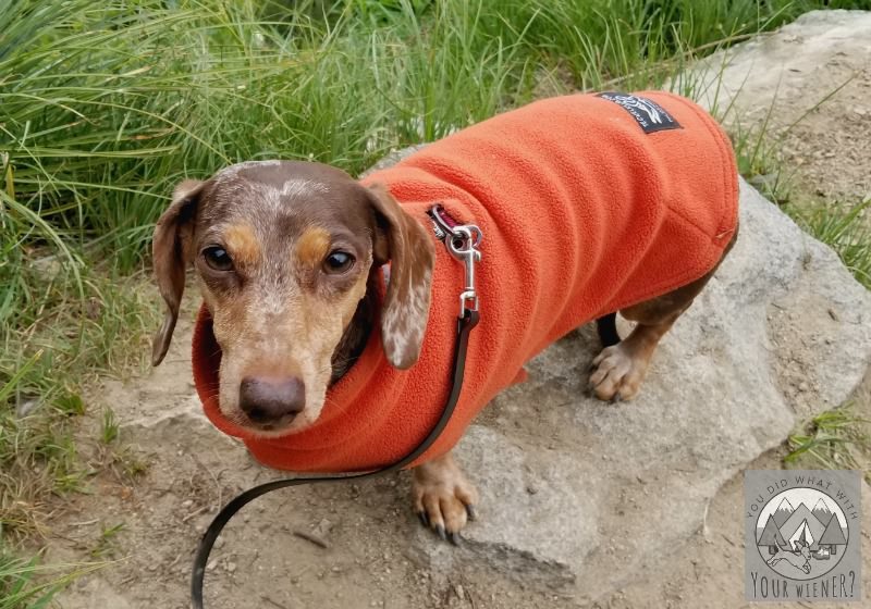 Teckelklub lightweight Dachshund fleece coat