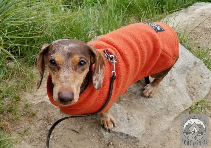Teckelklub lightweight Dachshund fleece coat