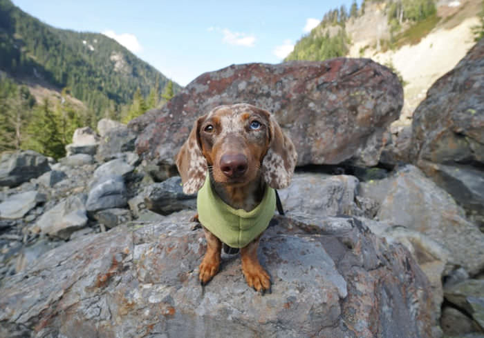 Teckelklub Fuzzie Fleece Jacket Review