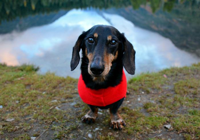 Teckelklub Fleece Jackets Are Perfect for Dachshunds