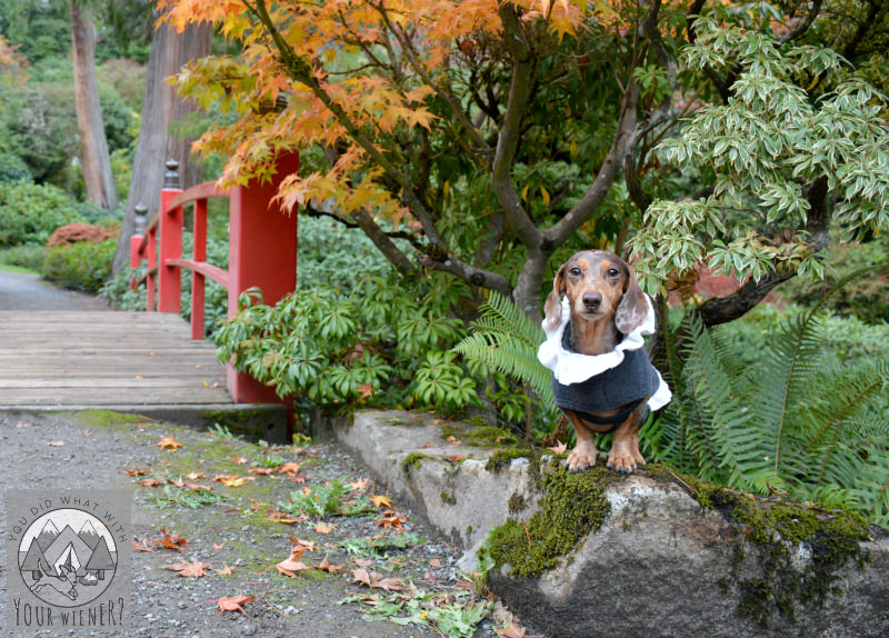 The Luxy Dachshund fleece Coat with cute ruffles from Teckelklub
