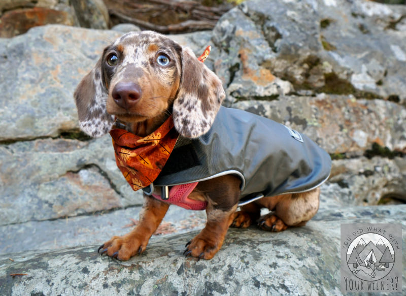 Teckelklub waterproof fleece coat in Mont Blanc grey