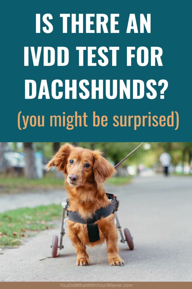 Intervertebral Disk Disease (IVDD) and disk herniations are common in Dachshunds. Is there a way you can know it will happen to your dog before it does?