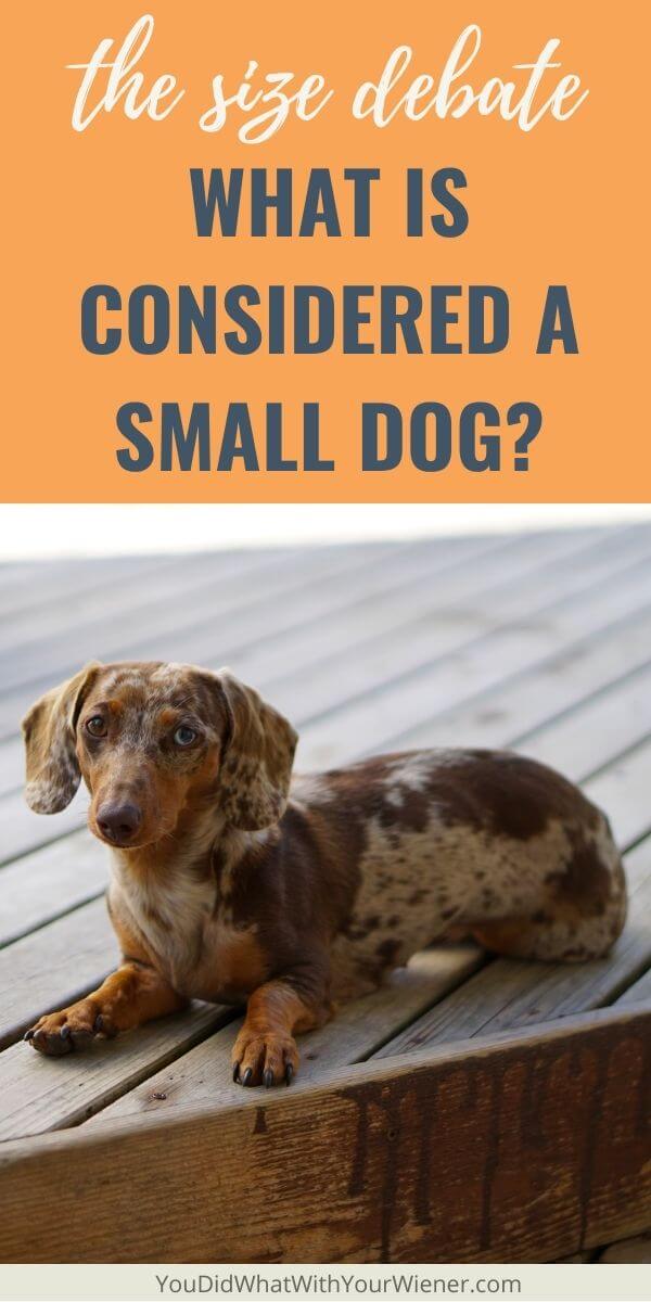 Do you know what a small dog is? Here's what's considered to be a small dog.