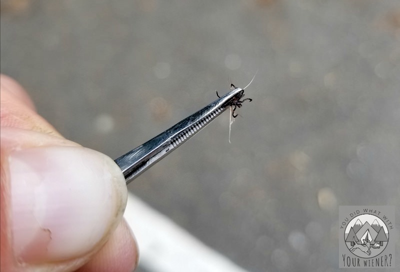 Tick that bit my dog because she didn't have Vectra 3D flea and tick treatment on