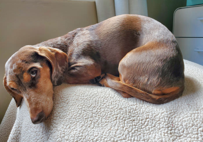 The Head of a Tick Was Left In My Dog – This is what Happened