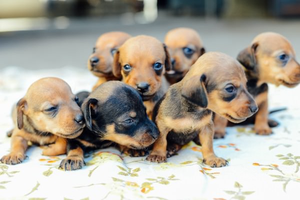 Can I Get a Toy Dachshund Puppy?