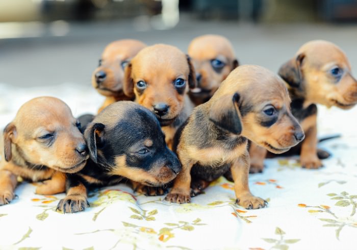 What Is a Teacup (or Toy) Dachshund?