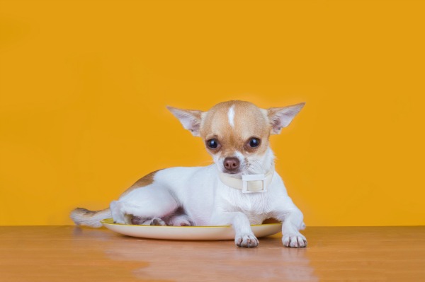 Toy or Teacup Dogs are Popular