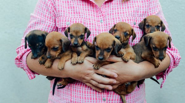 Are Toy Dachshunds a Real Thing?
