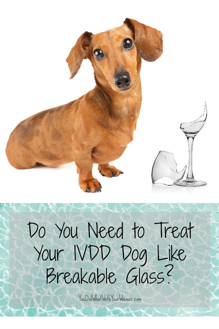 IVDD Prognosis How careful do you need to be with a dog that has IVDD?