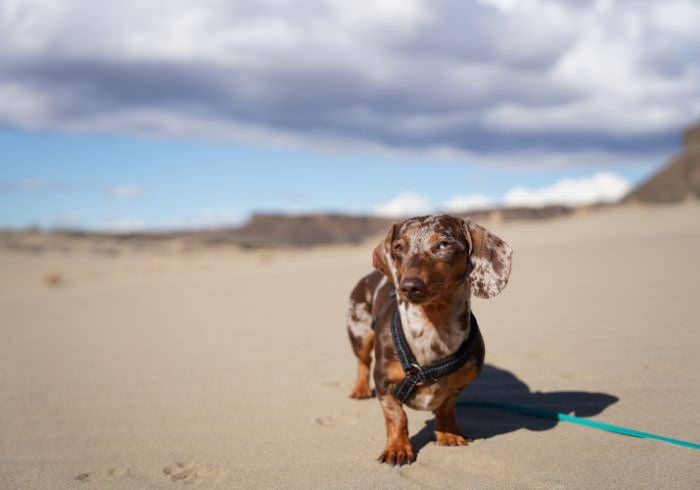 Valley Fever in Dogs – What You Need to Know