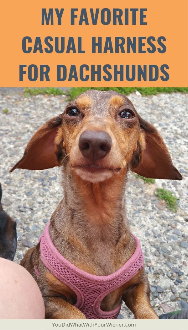 This is the harness my Dachshunds wear 90% of the time.