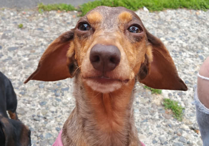 Our Favorite Casual Harness for Dachshunds! The VelPro Mesh Choke Free
