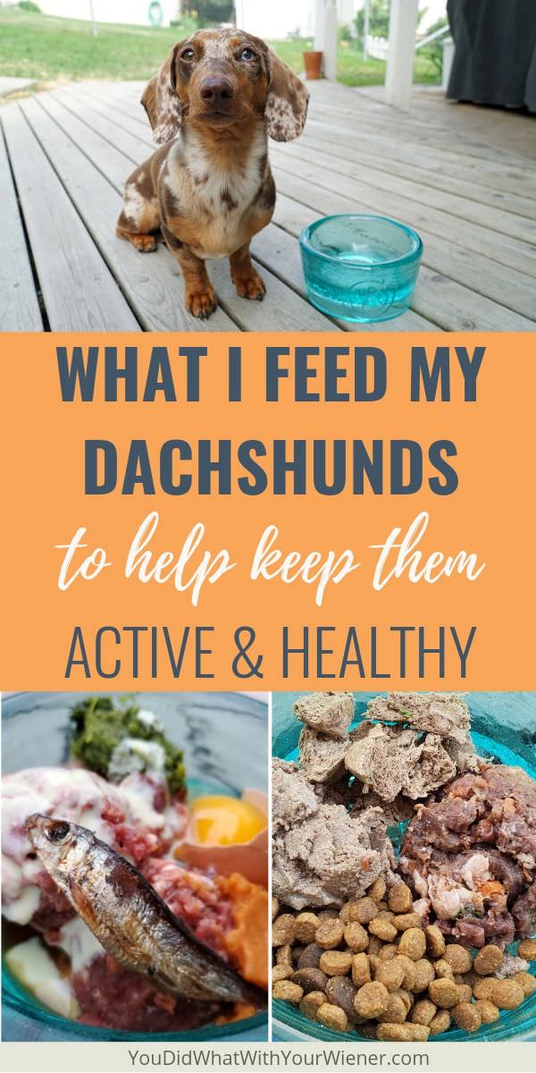 This is what I feed my Dachshunds to keep them healthy and active.